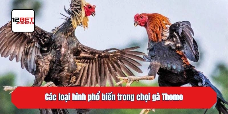Các loại hình phổ biến trong chọi gà Thomo