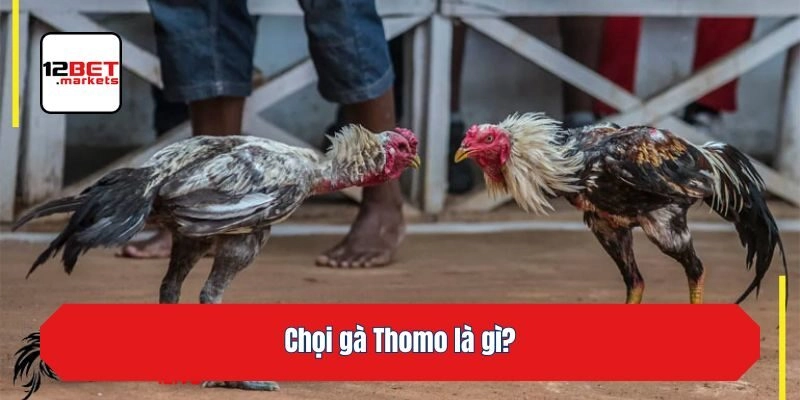 Chọi gà Thomo là gì?