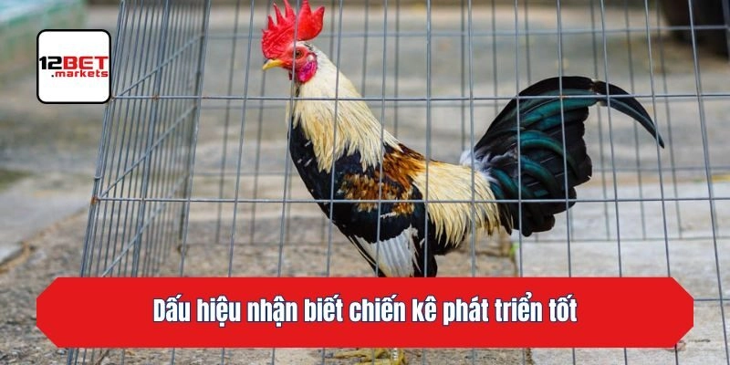 Dấu hiệu nhận biết chiến kê phát triển tốt