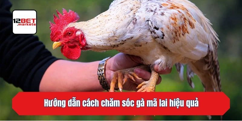 Hướng dẫn cách chăm sóc gà mã lai hiệu quả