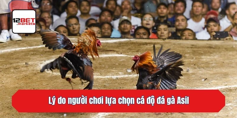 Lý do người chơi lựa chọn cá độ đá gà Asil